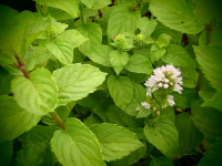 18726 / Mentha x piperita sylvestris